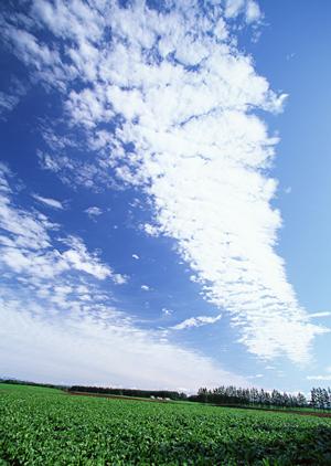 将来的にも合葬されない23区永代供養墓