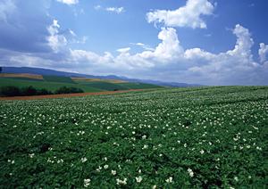 見積もりと比較で葬儀を決められる