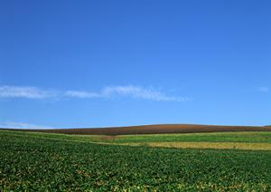 愛する猫を見送るための葬儀ガイド：心に残るお別れの方法とサービス選びのポイント