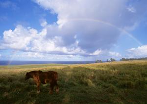 静岡市の家族葬に最適な小規模葬儀場｜富士葬祭折戸の特徴とアクセス情報