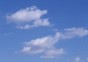 浄土真宗で供養したい人におすすめ